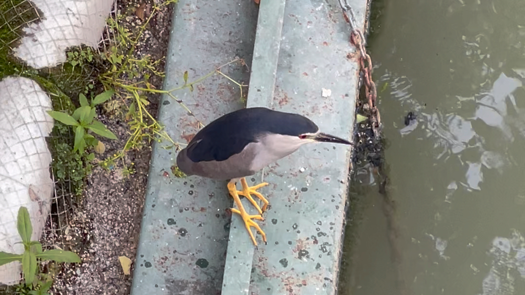 上海本地水鸟——夜鹭