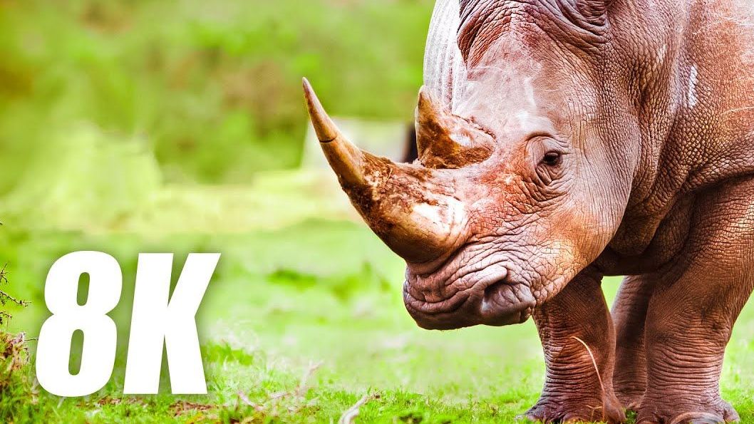 [图]8K HDR 60FPS 超高清犀牛动物合集 Rhinoceros Animals Collection in 8K HDR 60FPS ULTRA HD