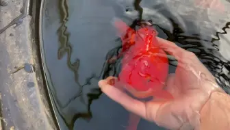 【养鱼达人】金鱼饮食-你应该给你的金鱼喂什么