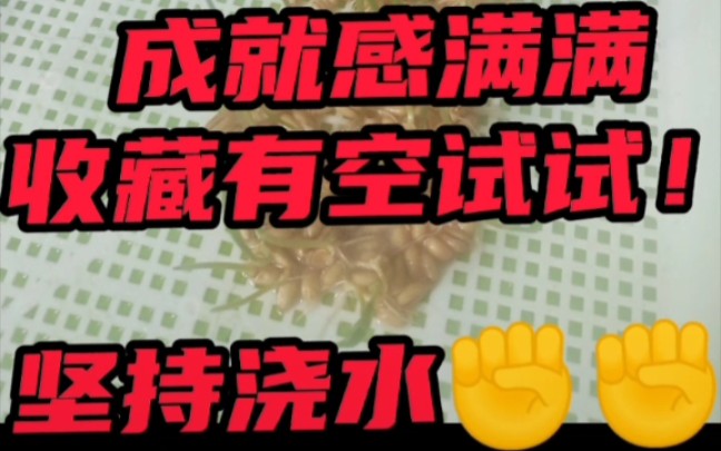 水培猫草教程,种小麦,包教会哔哩哔哩bilibili