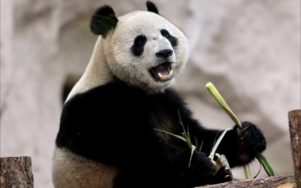 【莫斯科动物园】大熊猫丁丁