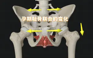 下载视频: 关于耻骨，你不知道的那些事儿（三）