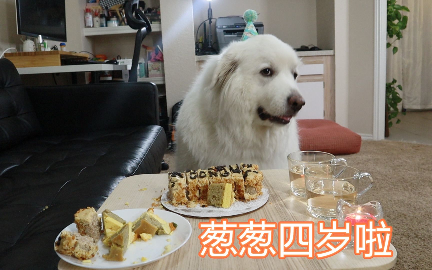 [图]大白熊犬葱葱的四岁生日，收到神秘礼物差点抓狂