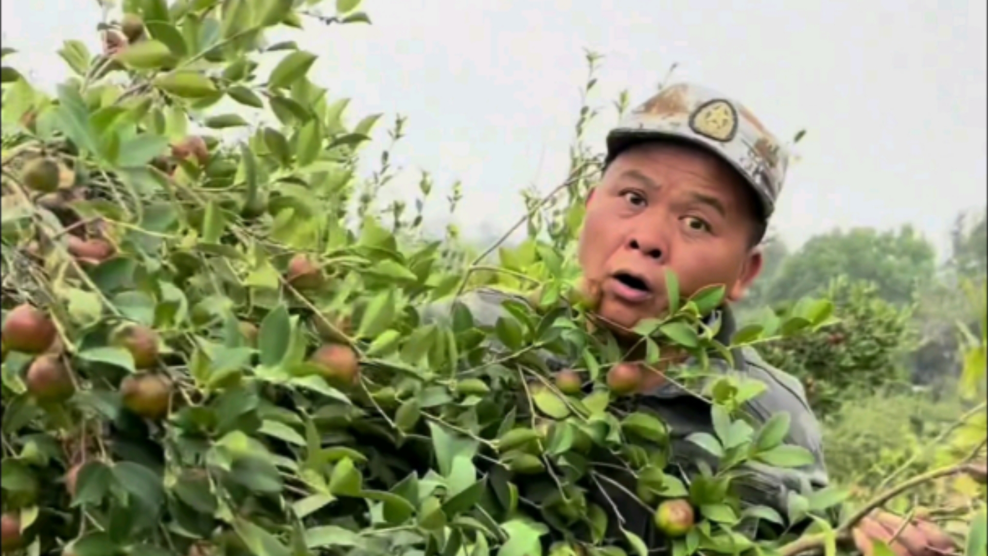 油茶树种植简单,抗旱措施和修剪不到位,想要丰收也不容易.哔哩哔哩bilibili