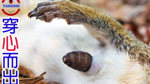 Top2 阉割寄主还穿心而出的恐怖生物 穿心虫 寄生寄生虫的寄生虫 动物寄生植物的罕见例子 搬运 哔哩哔哩