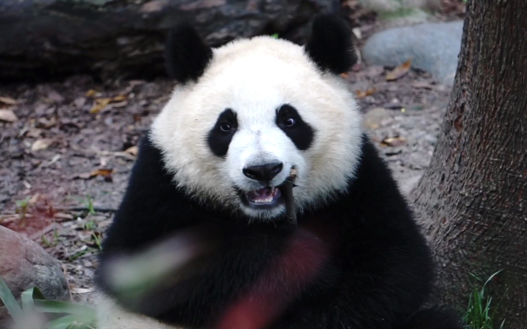 【大熊猫润玥】捡起妹妹的仙女棒啃一啃,味道还阔以噢