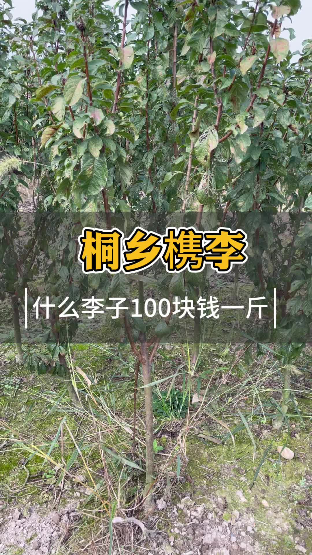 曾经100块钱一斤的李子长什么样 桐乡槜李哔哩哔哩bilibili