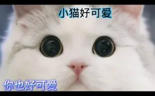 下载视频: 小猫好可爱，你也好可爱