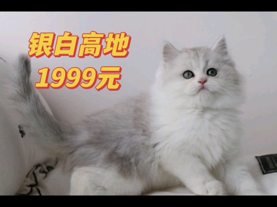 银白高地长毛猫,苏州猫舍可上门看猫