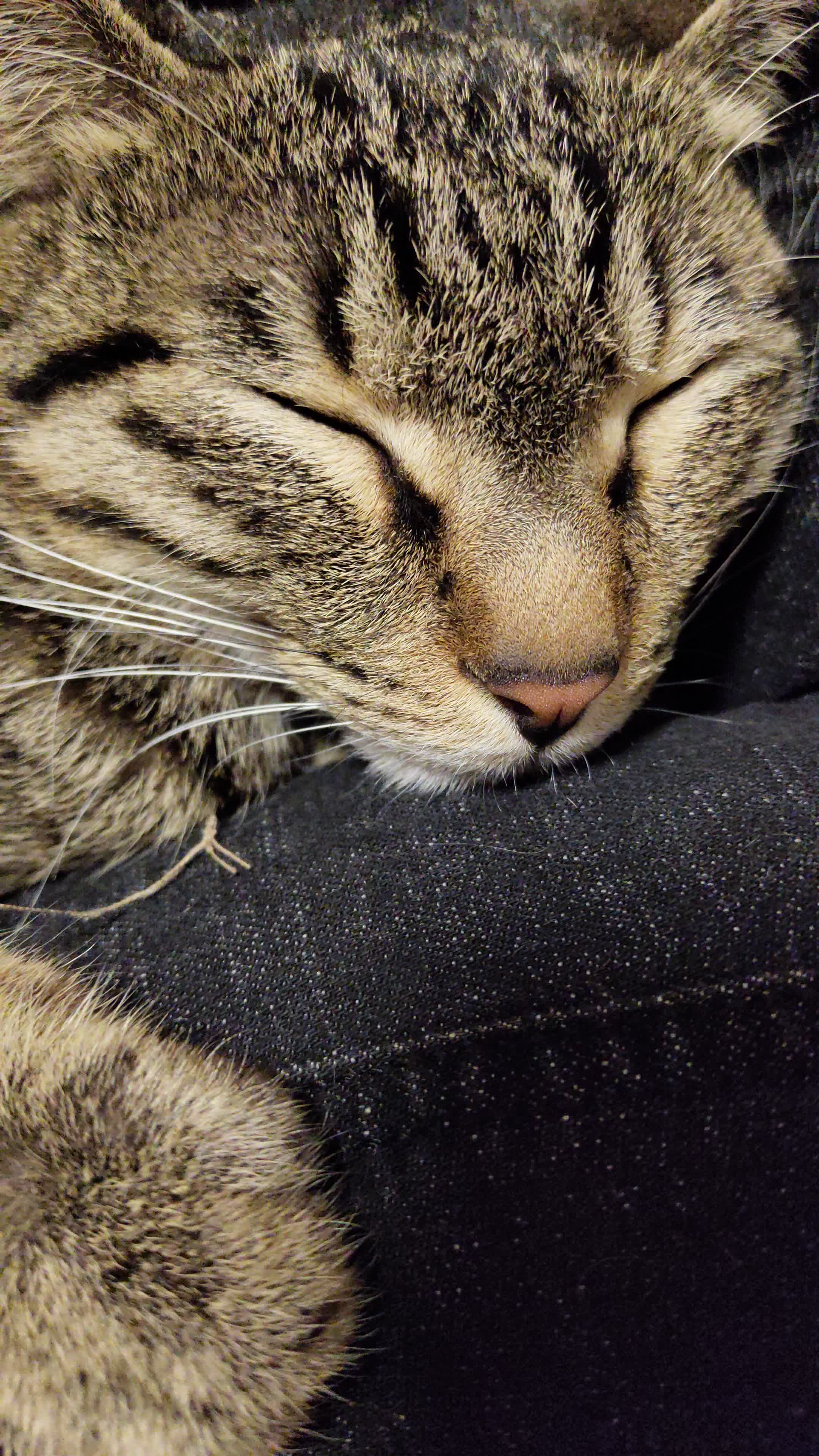 【狸花猫】睡着的时候最乖了