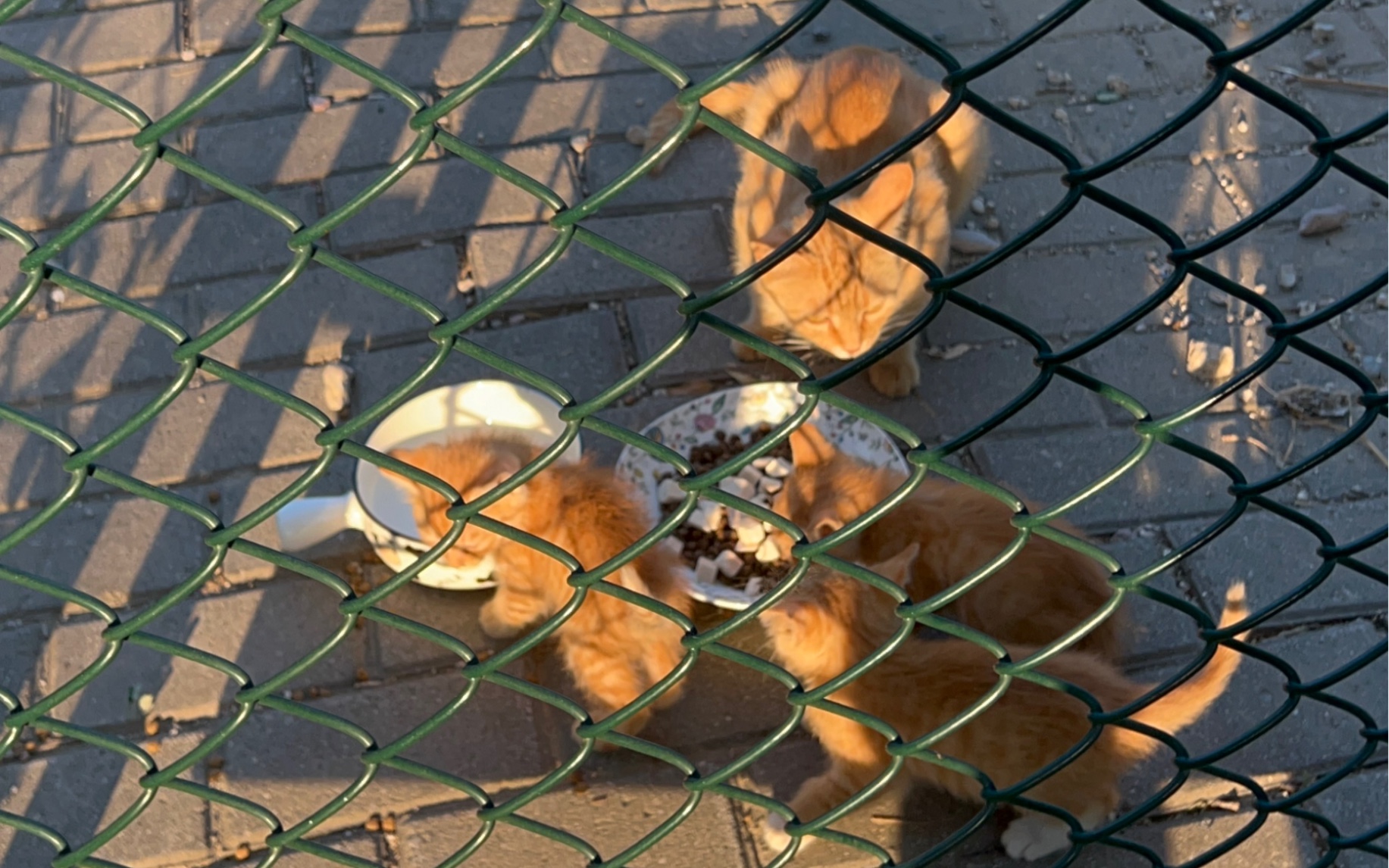 今晚15只猫猫在,小橘子一家整整齐齐好可爱