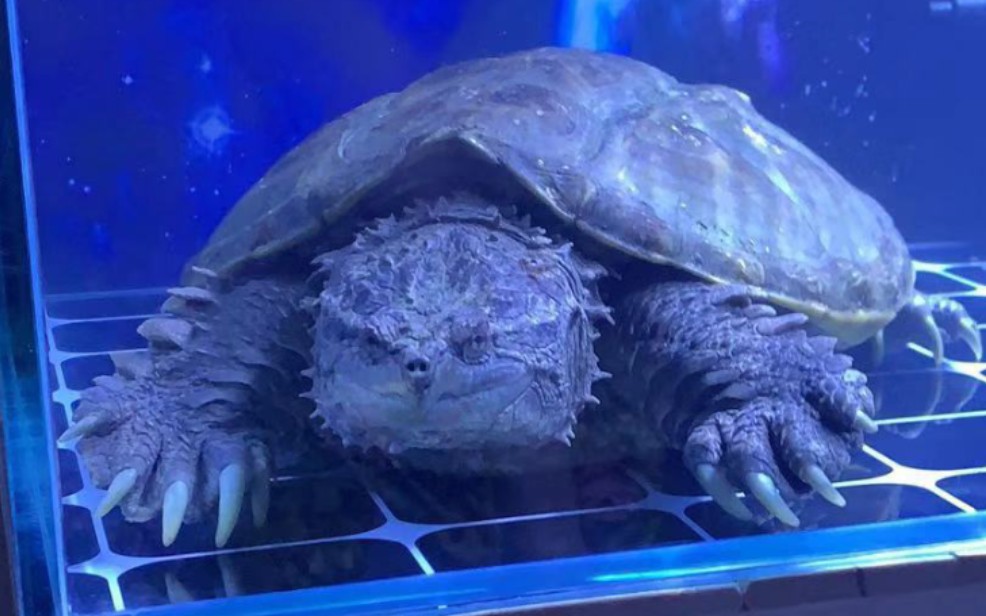 【超大只】原种中美拟鳄龟成体开箱!