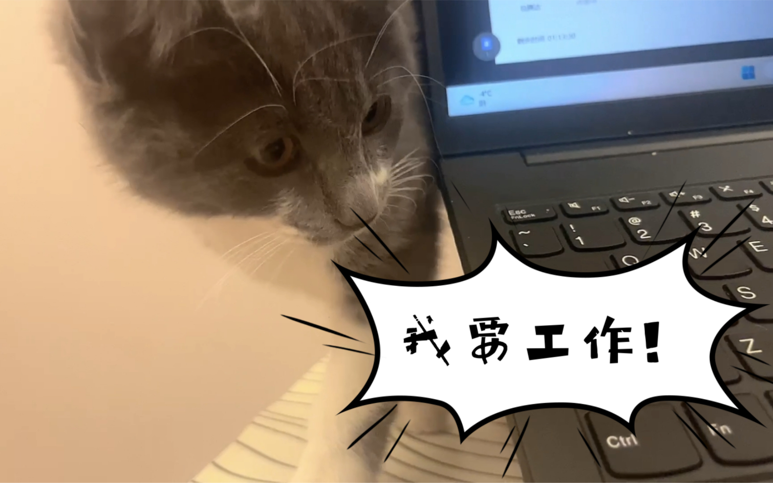 我想工作,但是我的猫狗并不这么想
