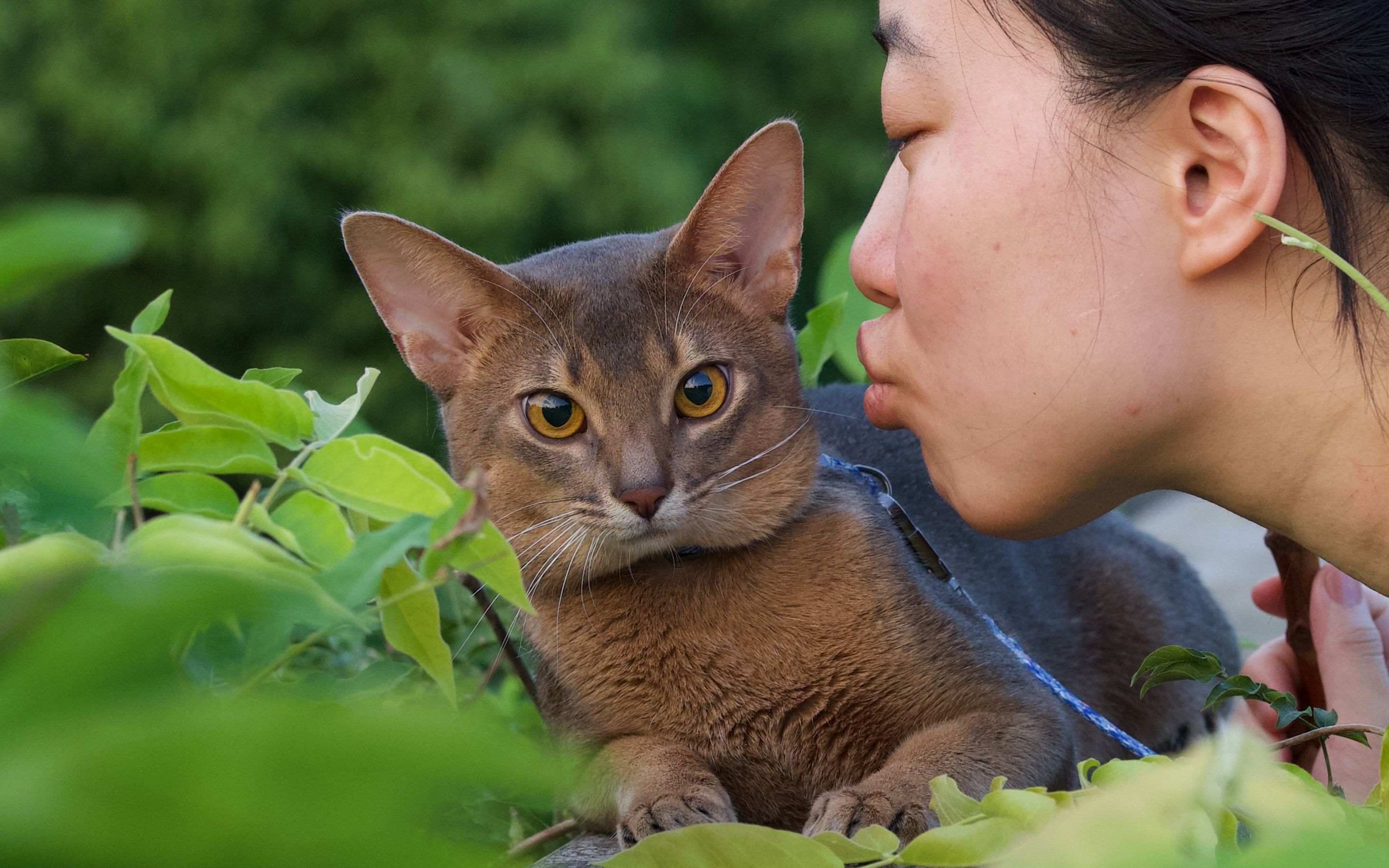 颜色非常饱满的蓝色阿比西尼亚猫哔哩哔哩bilibili