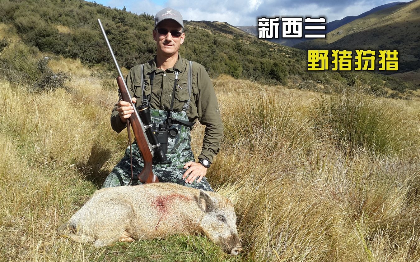 新西兰野猪狩猎