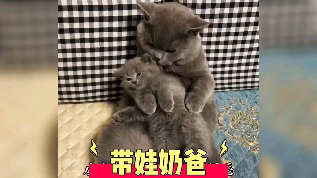 全网最有责任心的蓝猫奶爸,亲手把儿子拉扯大哔哩哔哩bilibili