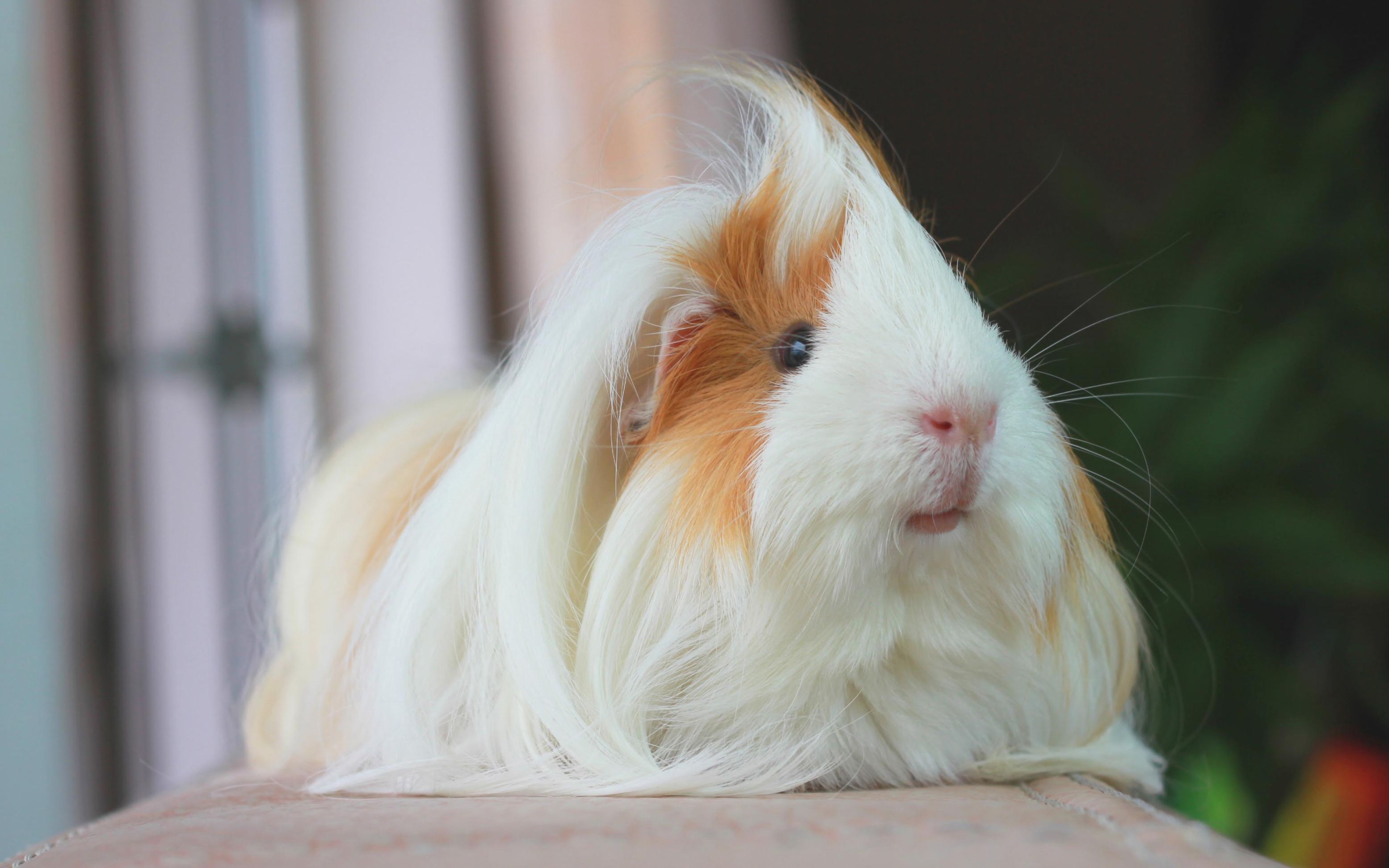 【荷兰猪】 火箭日常-03_哔哩哔哩 (゜-゜)つロ 干杯~-bilibili