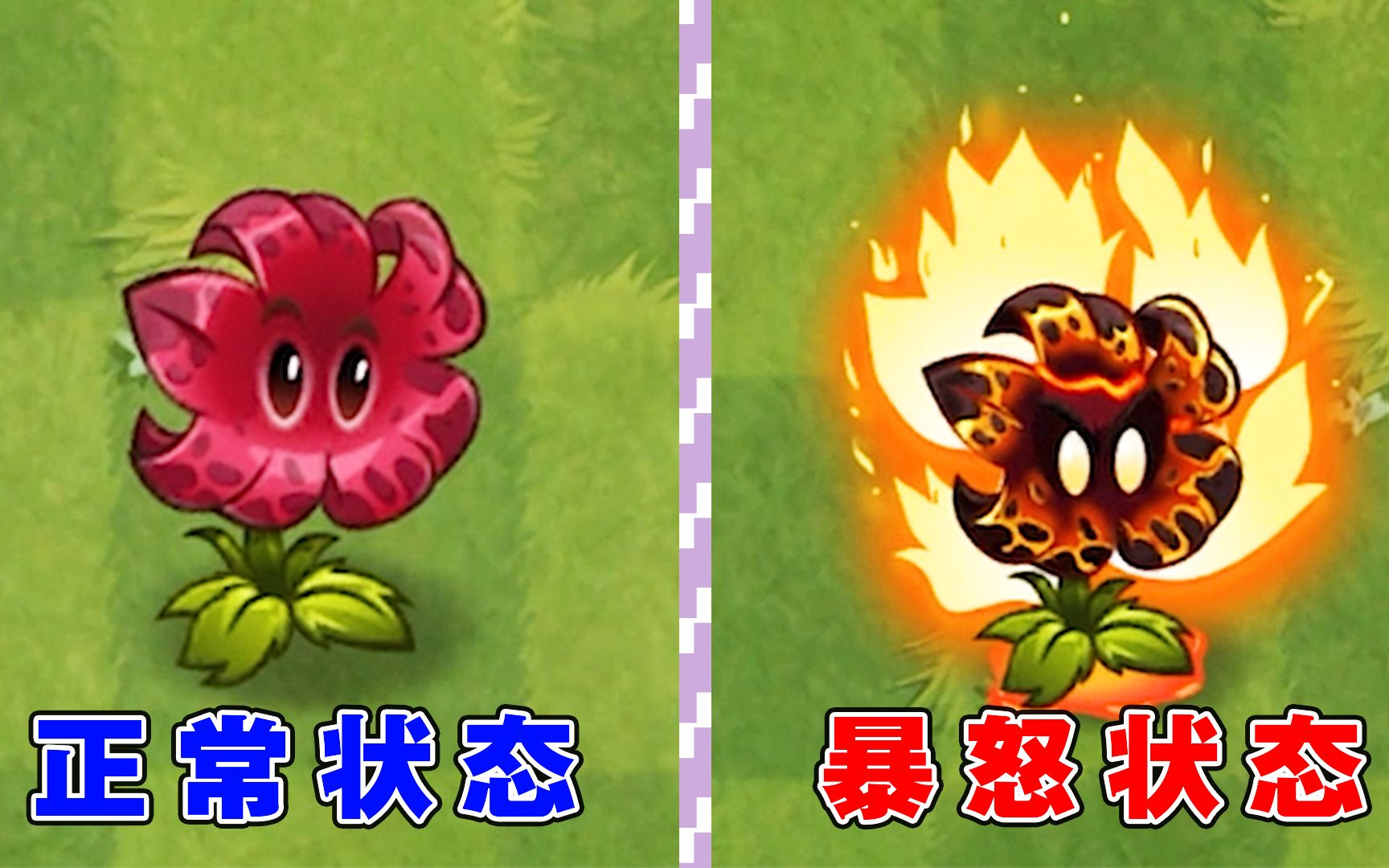 植物大战僵尸2:新晋一姐流星花,千万别惹她生气?