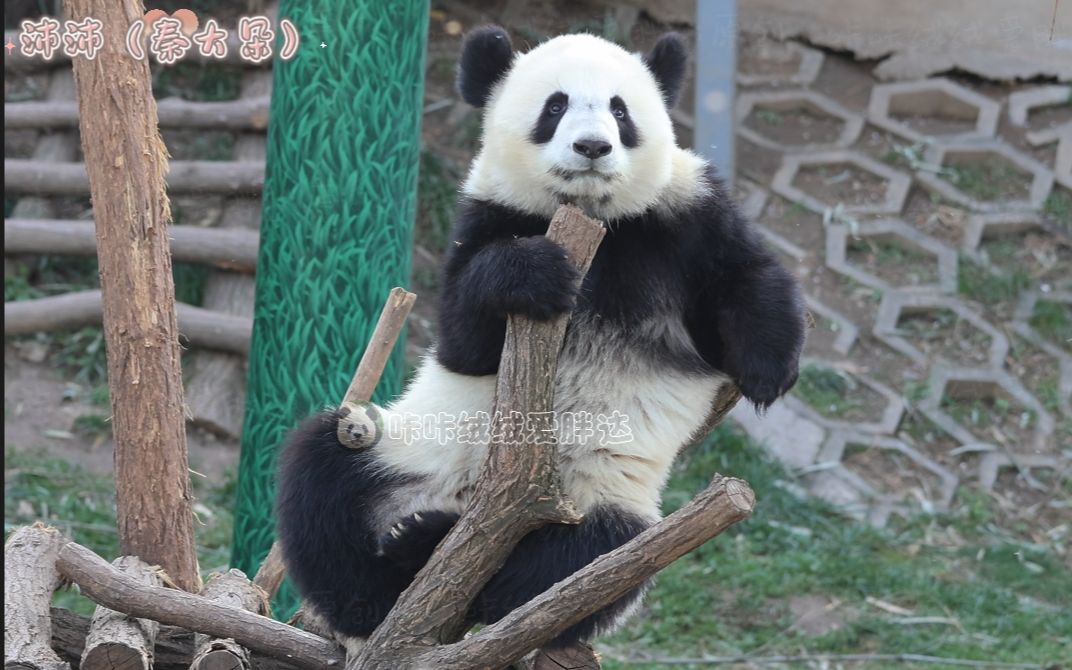 【大熊猫秦大朵】大朵今天这姿势,妥妥是位大佬