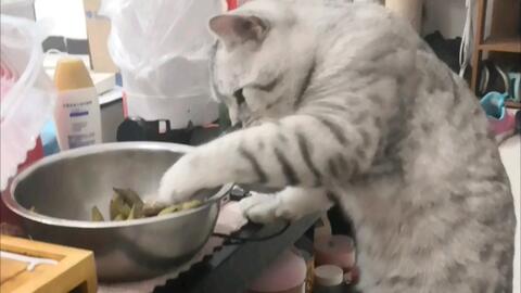 猫猫连花生毛豆也不放过 哔哩哔哩 Bilibili
