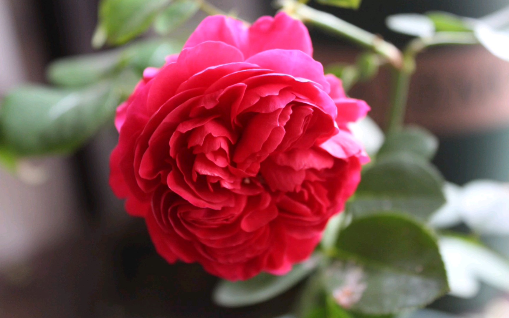 月季红色达芬奇