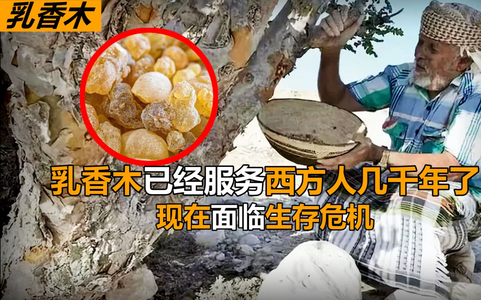 乳香是“献给耶稣的礼物“,却被西方人滥用,导致乳香木濒临灭绝哔哩哔哩bilibili