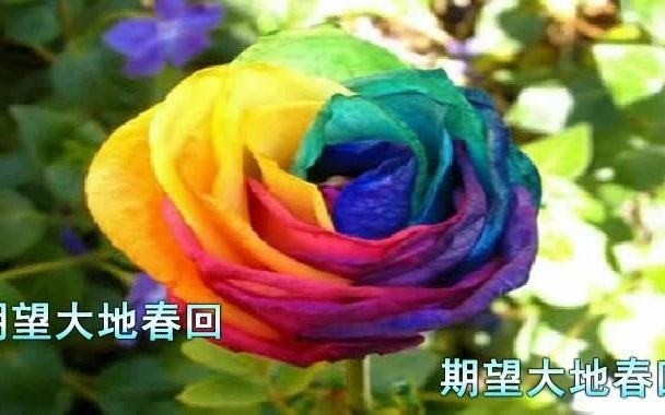 陇上一朵玫瑰  邓丽君,可爱的玫瑰,娇艳而又妩媚哔哩哔哩bilibili