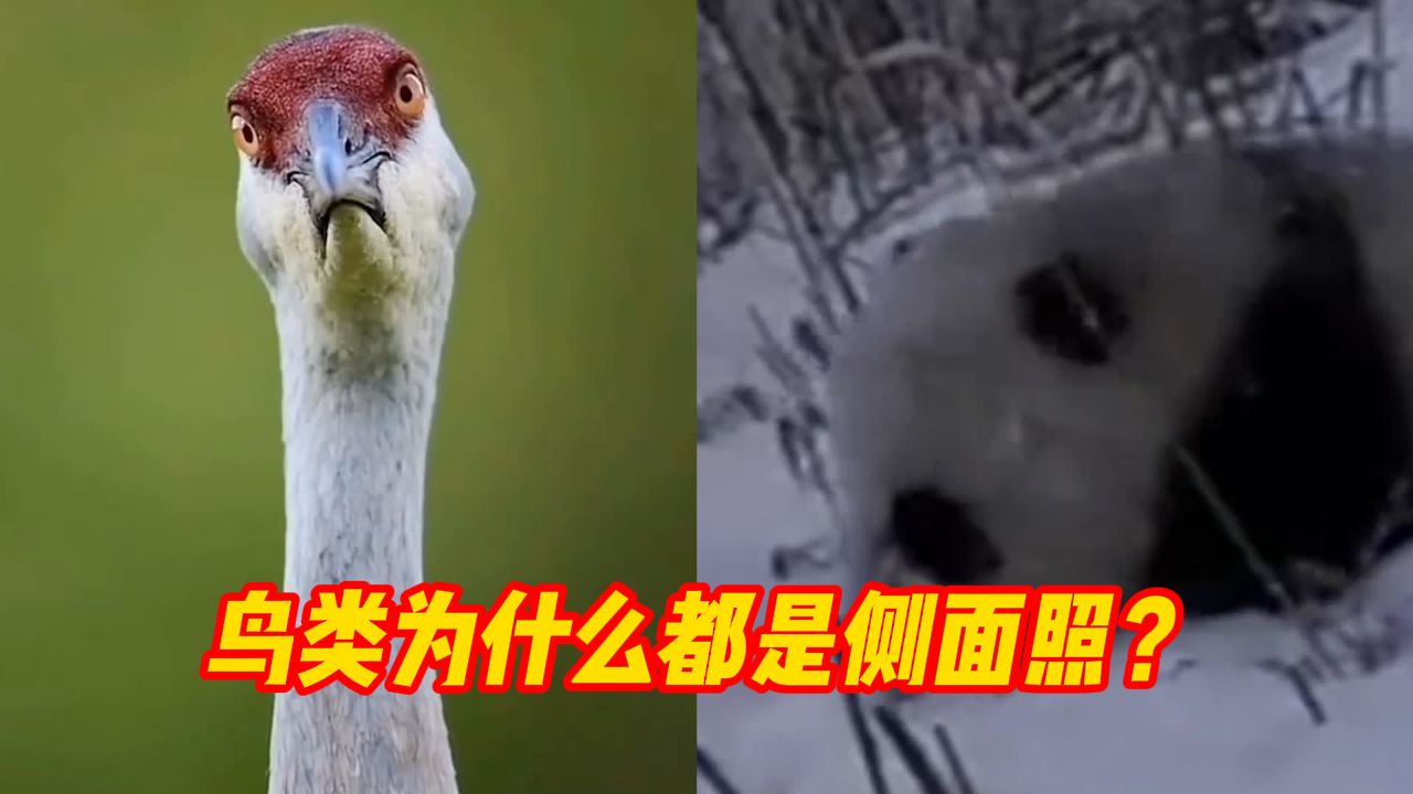 大象萌宠丨猩猩疑被挑衅怒撞玻璃 ;鸟类为什么都是侧面照?