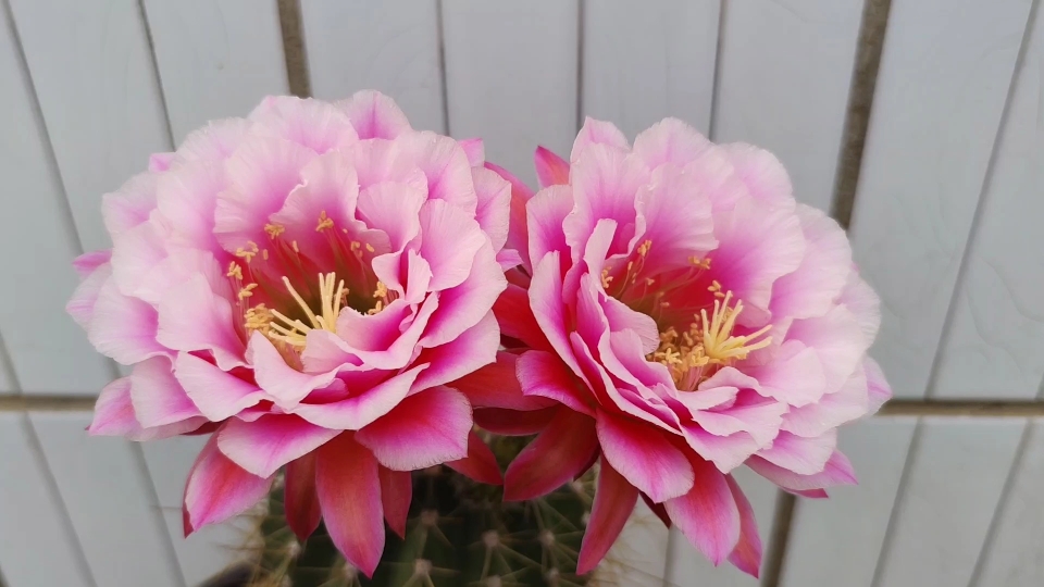 原创 毛花柱仙人球仙女开花