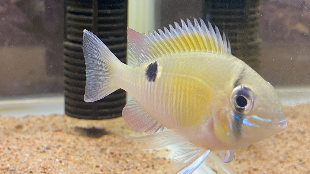 黄腹月亮宝石鱼._哔哩哔哩_bilibili