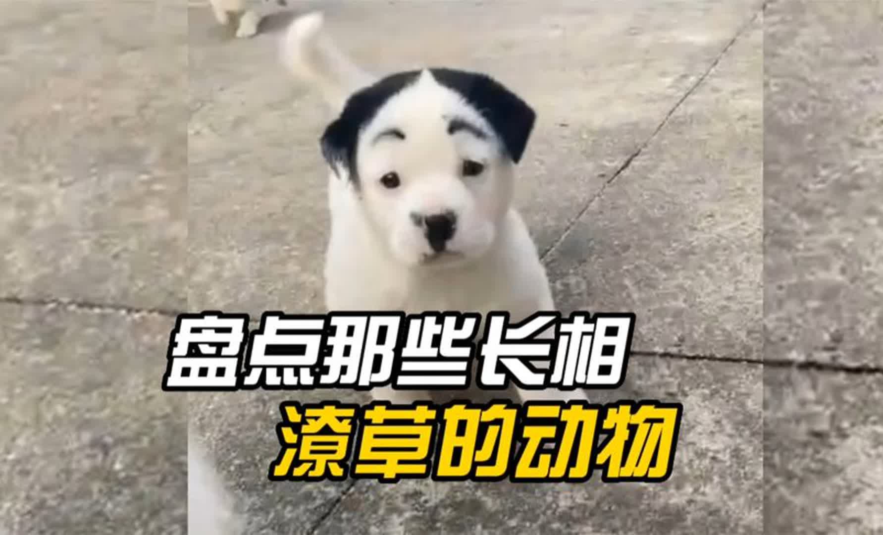 盘点那些长相潦草的动物,你见过丑出天际的动物吗