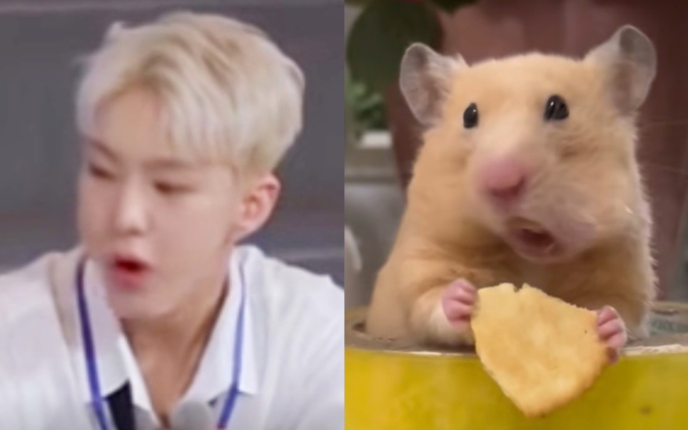 【权顺荣】蒜蓉是仓鼠的证据 ① "说了多少遍了!我不是仓鼠!