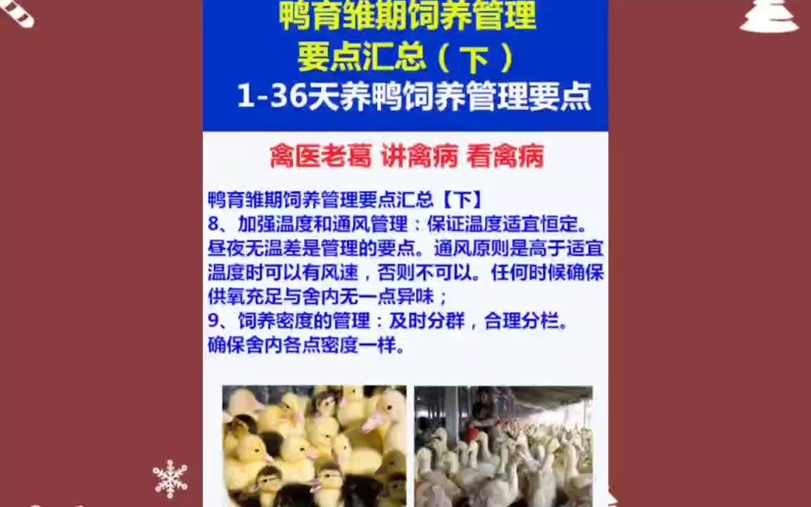 养鸭技术教程养鸭知识大全怎样养鸭子又快长得又快又好哔哩哔哩bilibili