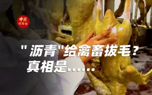 Download Video: “沥青”给禽畜拔毛？真相是......