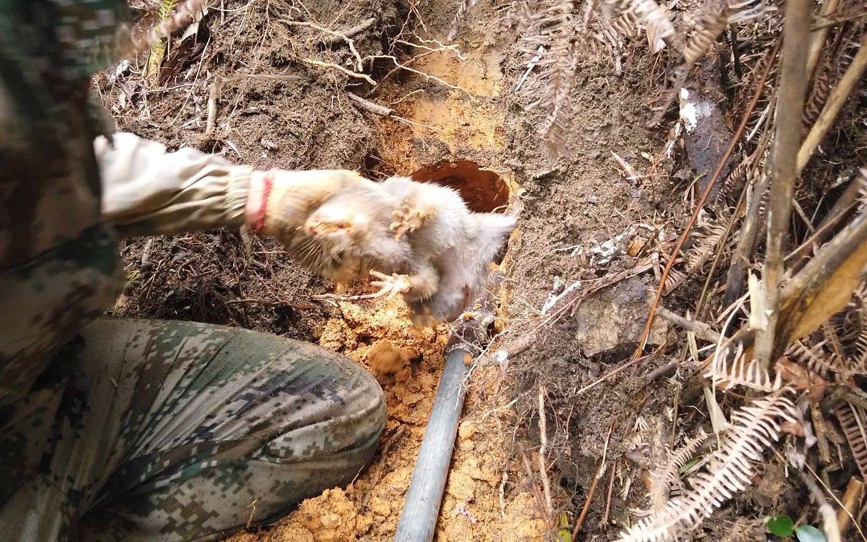 小伙山上发现一堆新鲜泥土,挖进去发现大竹鼠,还抓到3只小竹鼠