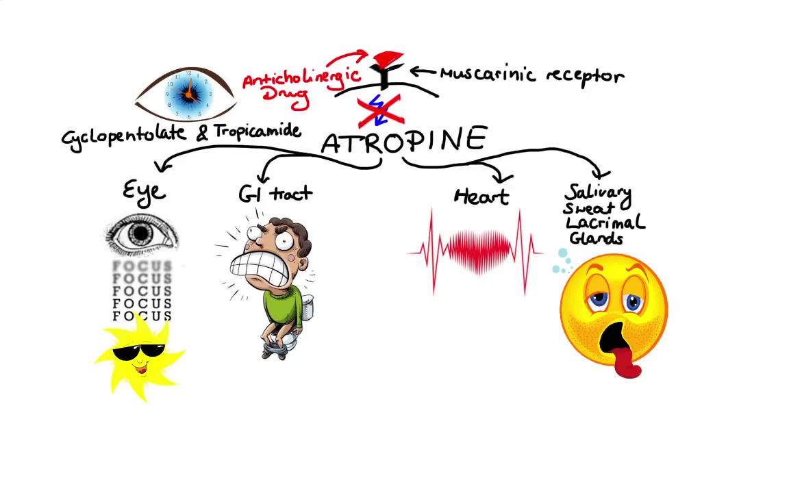 【药理学】胆碱能受体拮抗剂 cholinergic antagonists