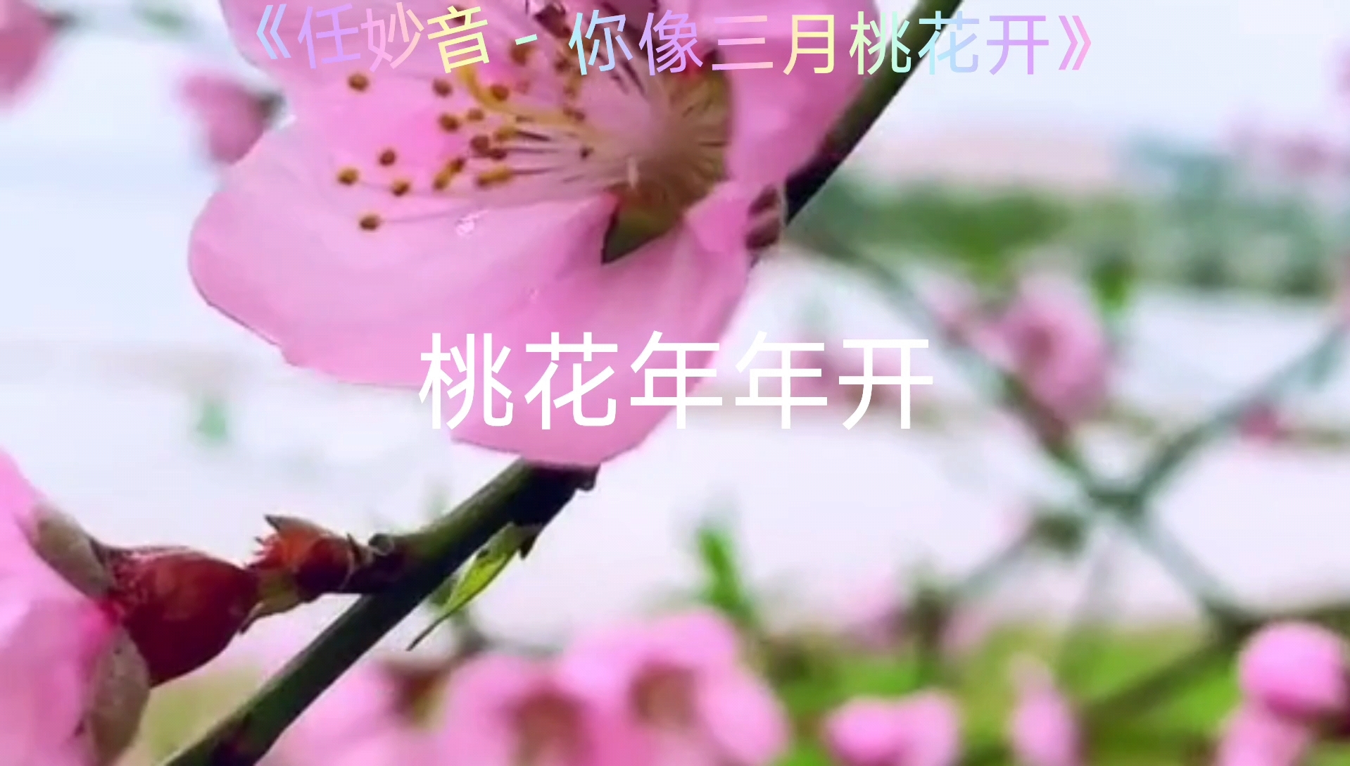 经典歌曲-你像三月桃花开