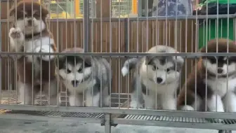 狗市 一只红色的阿拉斯加幼犬400元成交了 你觉得怎么样呢 哔哩哔哩 Bilibili