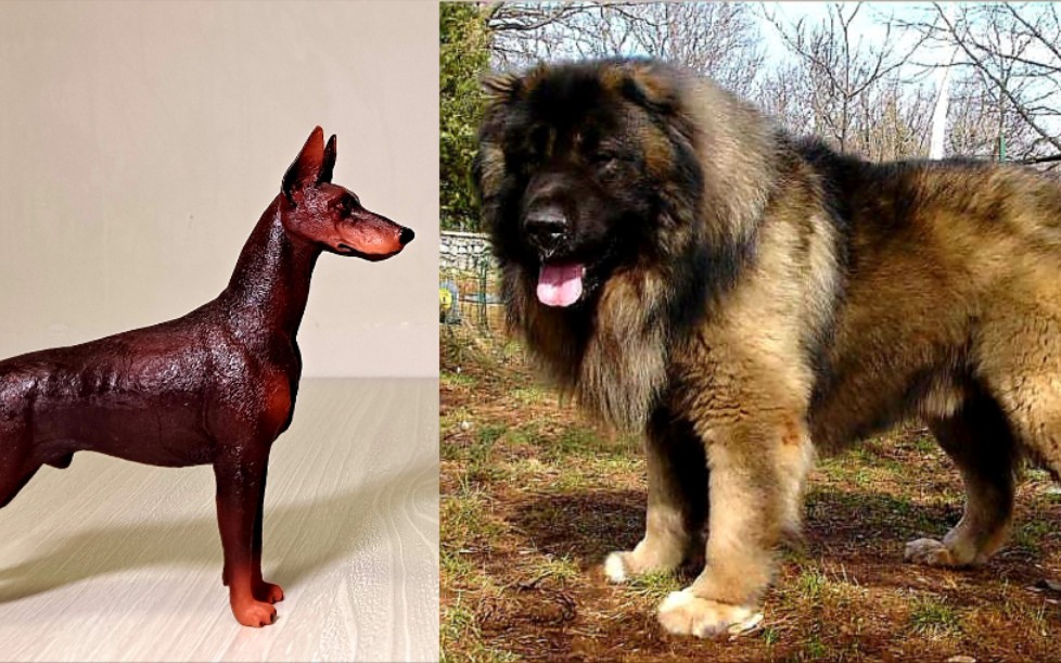 高加索犬与各物种体型比例