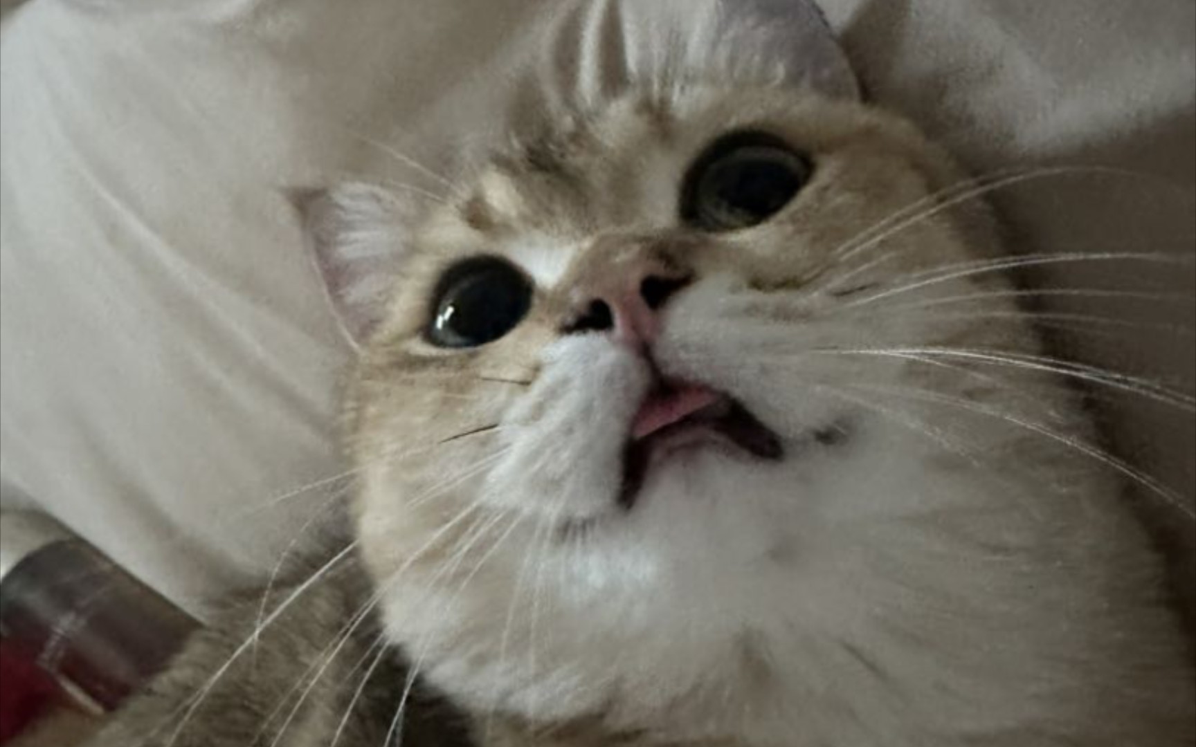 【郑丹妮】维e这只瑟猫,天天都在干鼠么!