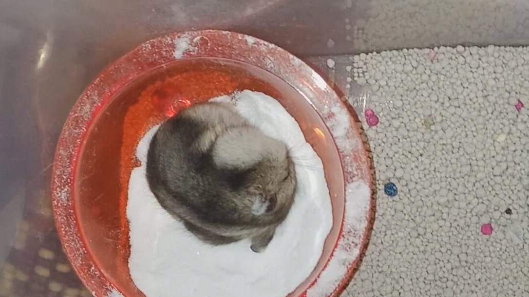 【仓鼠】在浴沙里睡着的小傻子