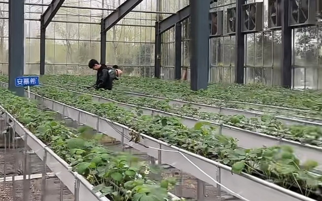 种地吧 3月直播草莓大棚