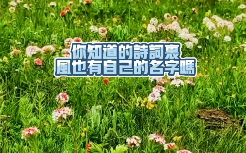 你知道的诗词里风也有自己的名字吗,来看看古人对风的雅称.哔哩哔哩bilibili