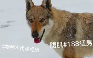 Download Video: 【捷克狼犬】壮哉我狼狼教！