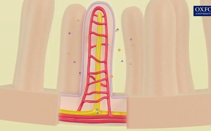 小肠绒毛内的吸收现象 absorption in small intestine villi