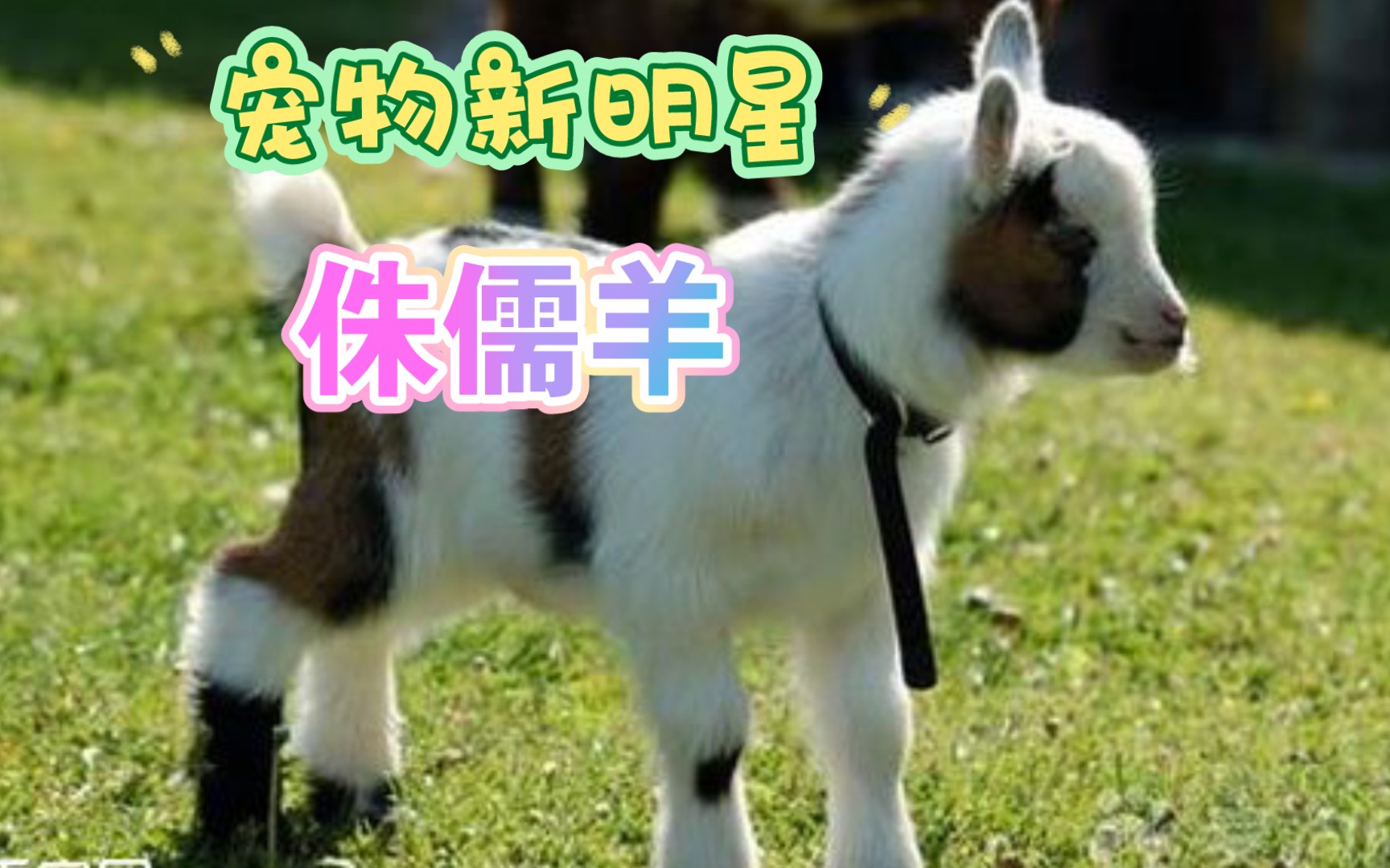 宠物新明星 侏儒羊