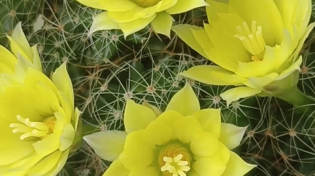 金星仙人球开花