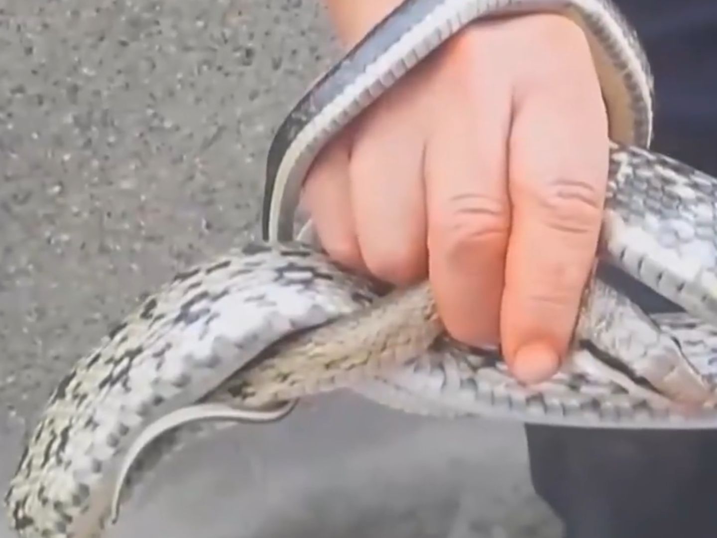 2女子床上熟睡蛇钻进被窝咬了1人,捕蛇人徒手抓获:看到蛇别乱动