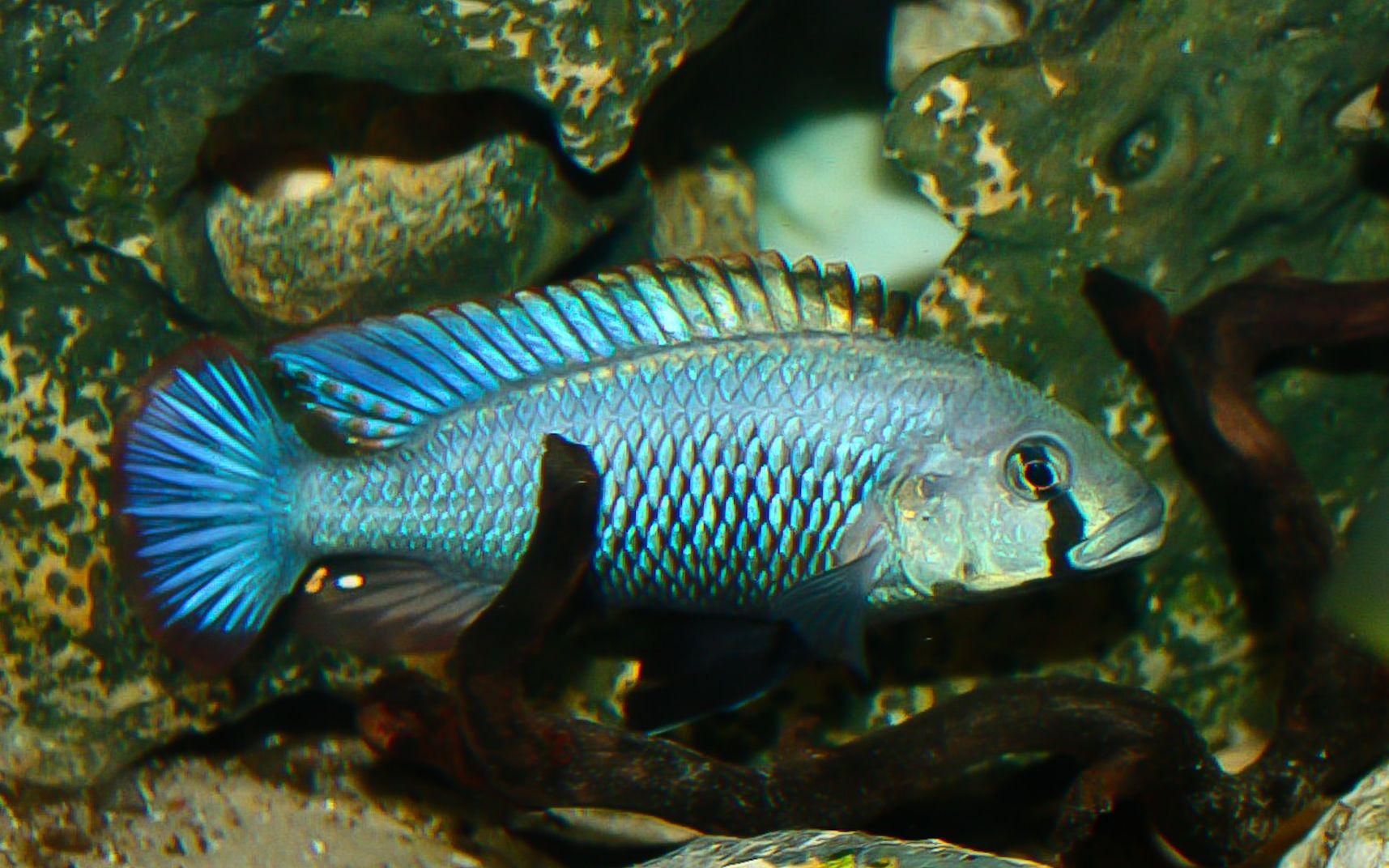 美妊丽鱼(chisumulu)| 维鲷三湖慈鲷热带鱼观赏用原