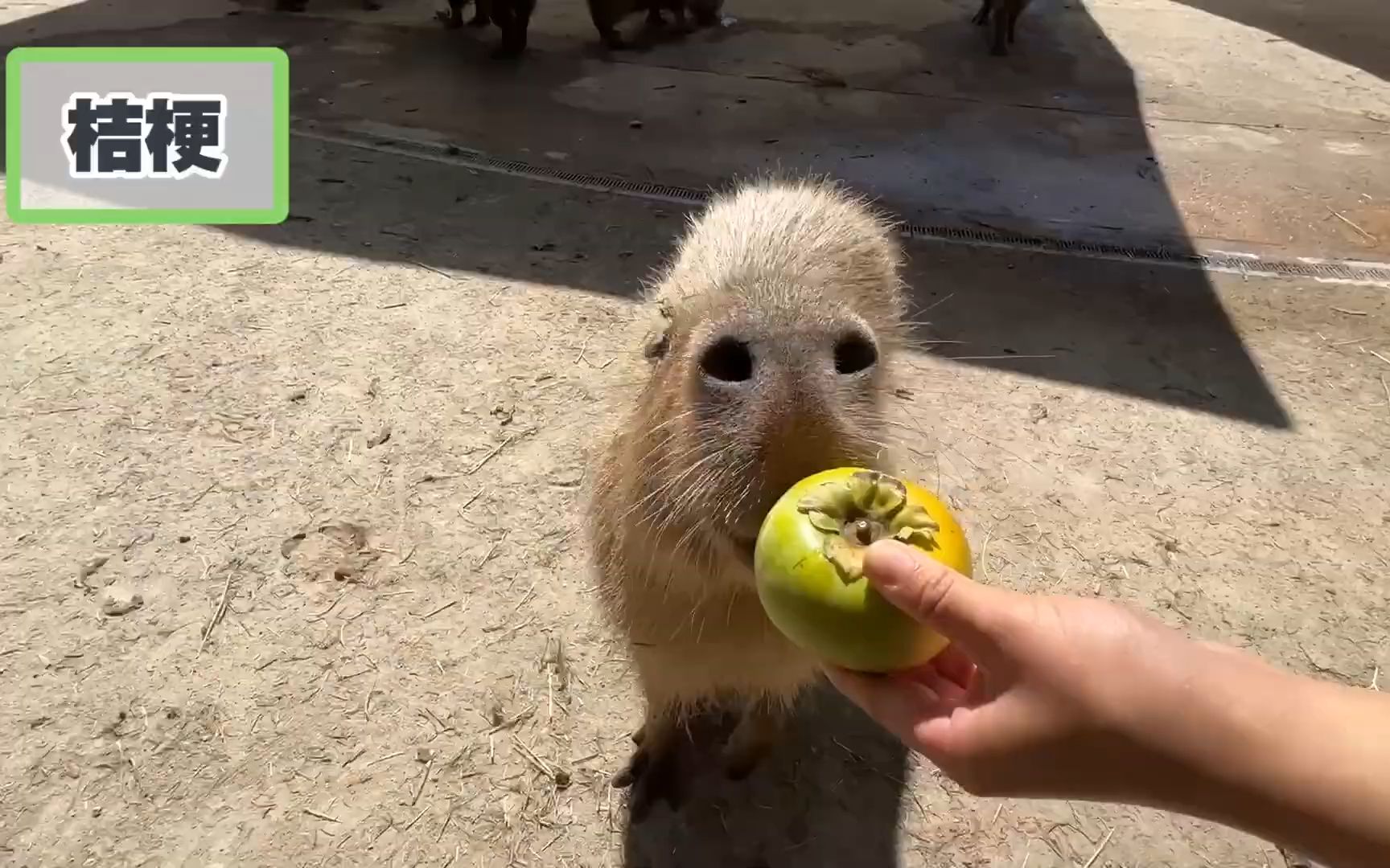 长崎动物园 给动物们投食柿子